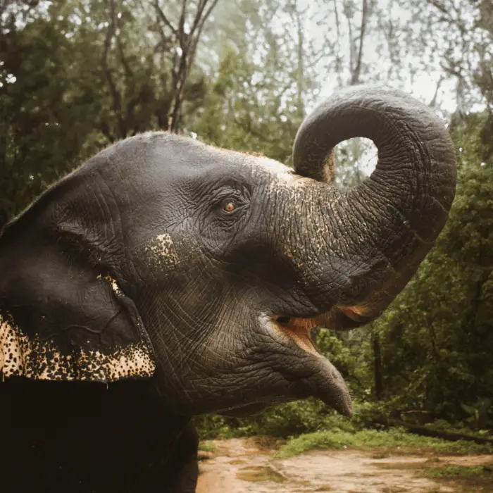  Wildlife of Thailand - Ethical elephant sanctuary experience